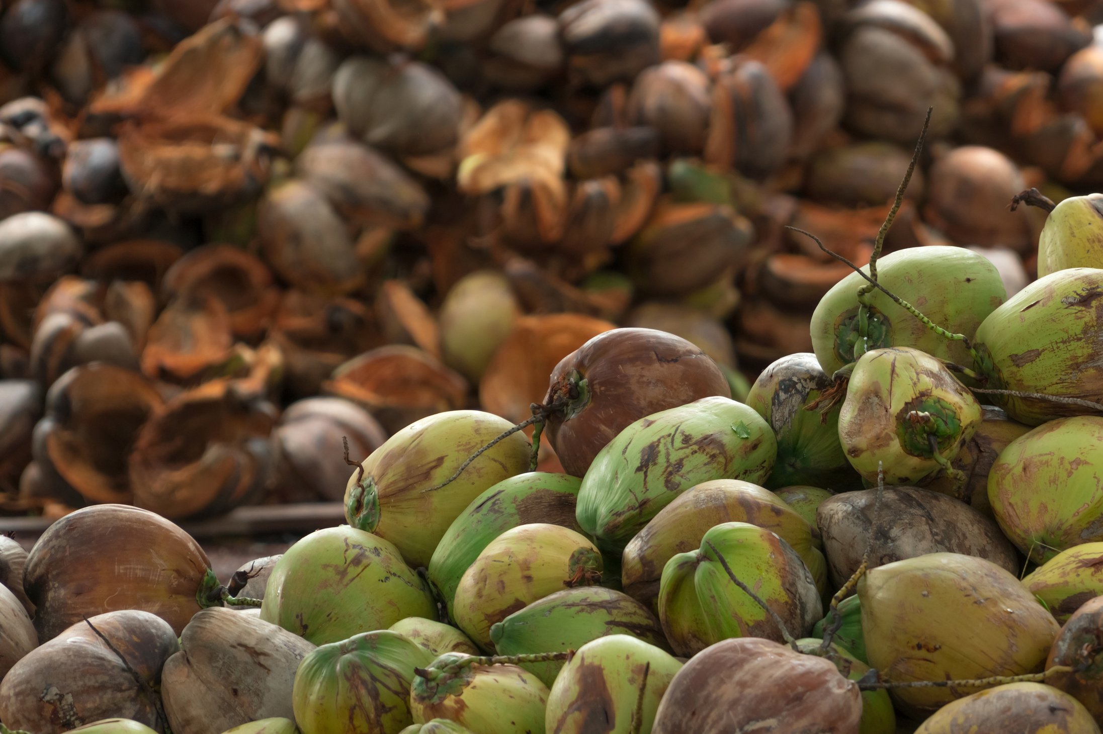 Coconut Husk as Organic Fertilizer